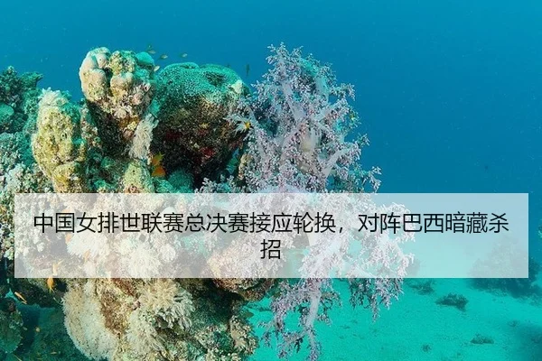 中国女排世联赛总决赛接应轮换，对阵巴西暗藏杀招